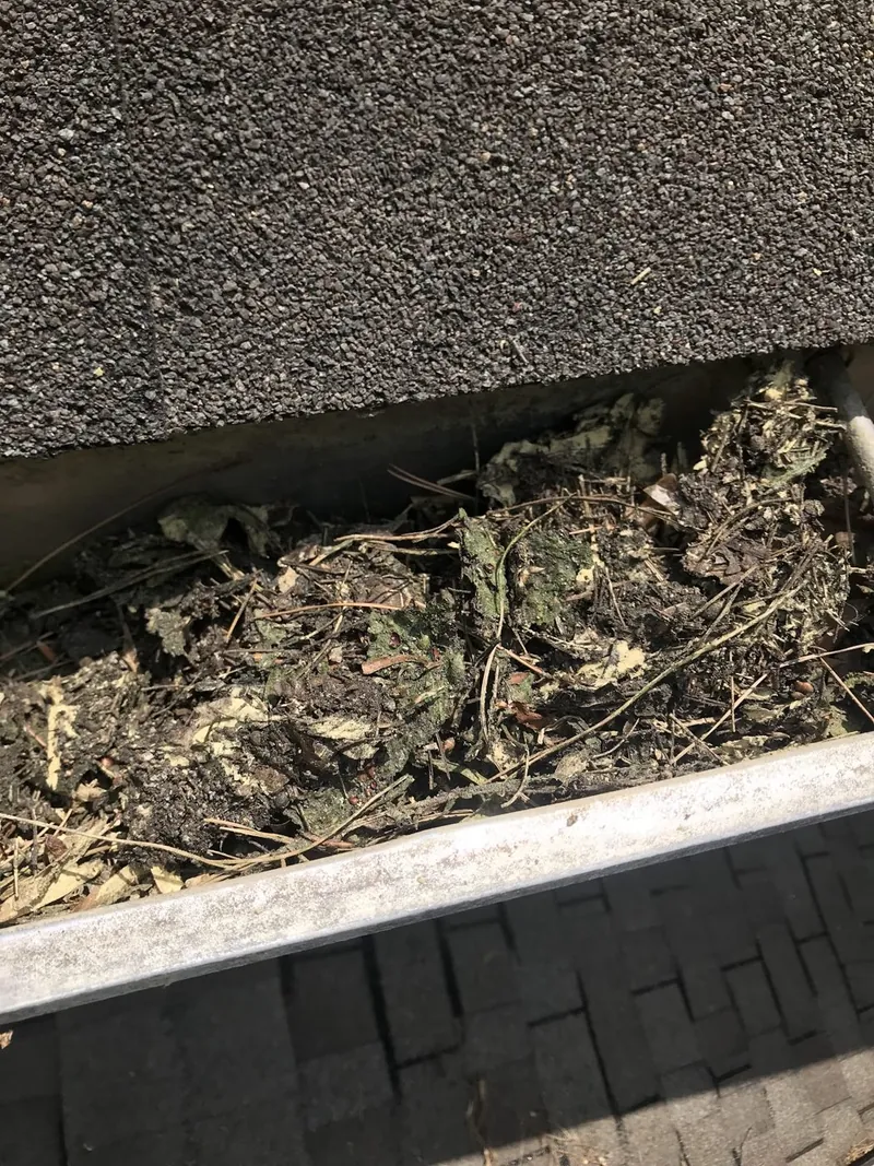 Leaves and pine straw clogging a gutter before cleaning