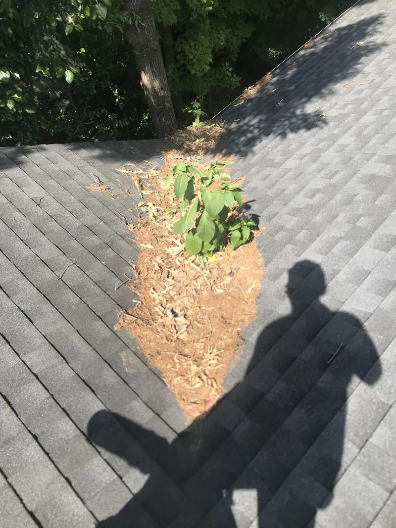 Pine straw and leaves gathered on a shingle roof